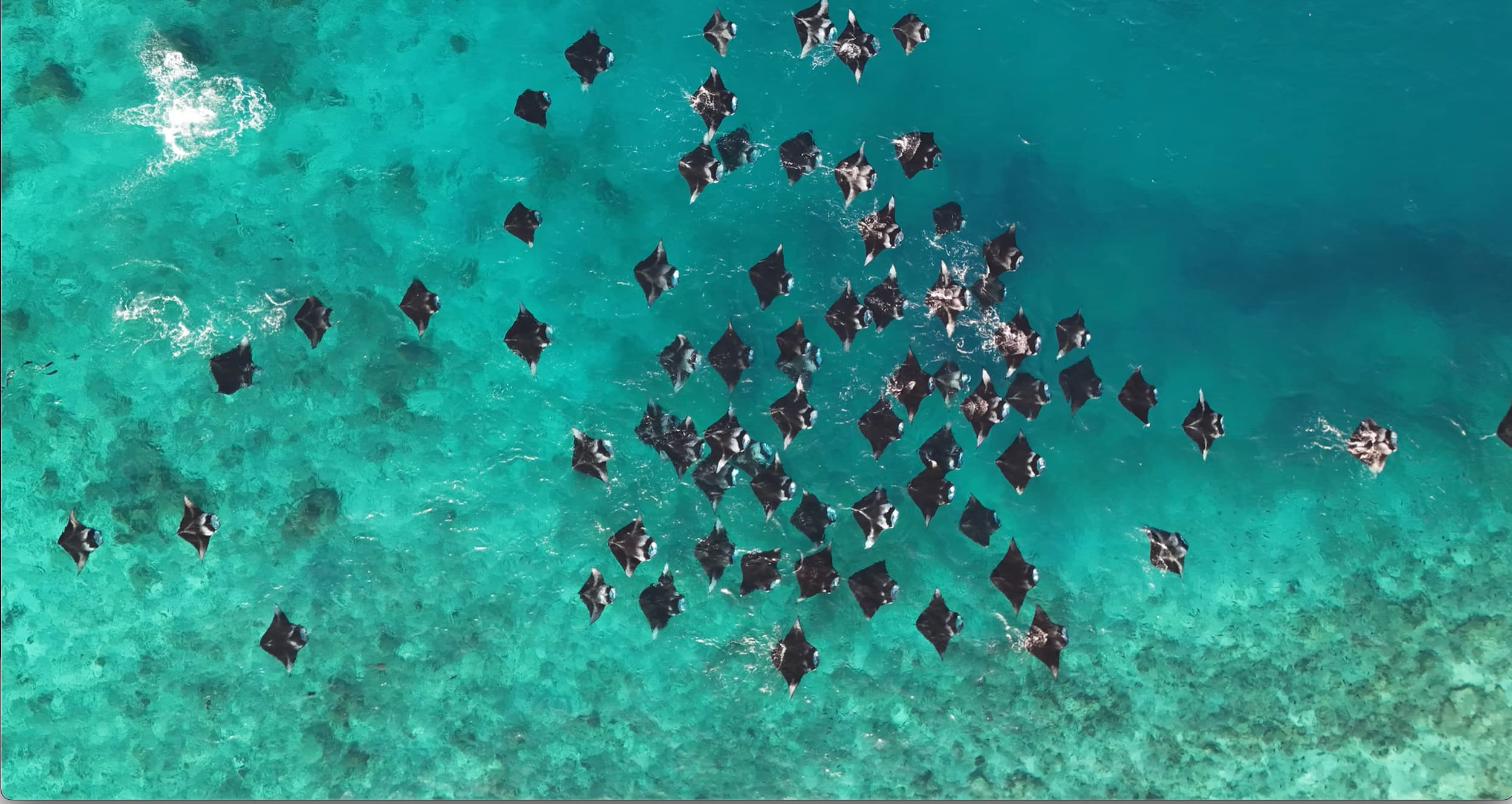 Maldives Manta Madness – October 2025